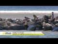 Seal surge becoming a problem on Cape Cod coast