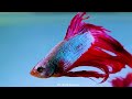Aquarium 4K (ULTRA HD) - The Odd World Of Deep Sea Mimicry, Sleep Relax Meditation Music