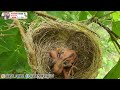 ngebolang di lokasi baru ternyata banyak menemukan sarang burung di sini