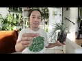 my entire rhipsalis collection + rhipsalis Q&A, propagation and wishlist!