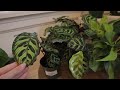 OVER Budget...But WORTH It! Cactus Club Restock - Plant Shopping & Houseplant Haul