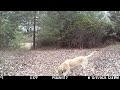 Best Trail Camera Videos of December 2023