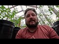 Guaranteed Tomatoes:  How & Why To Pollinate Tomatoes By Hand