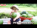 [SUB] Fall in love with corn.💘 I've got a hit with watermelon farming is a hit. I Dongmakgol