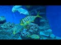 Aquarium 4K VIDEO (ULTRA HD) 🐠 Beautiful Coral Reef Fish - Relaxing Sleep Meditation Music #1