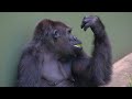 Nene's video feature ( ネネの映像を特集 )【東山動植物園】