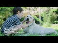 Dogs In Heaven (2020) official video - original country song