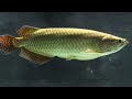 Top 10 Types of arowana fish - arawana fish (Lucky Fish) - arowana species