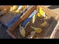 سوق بودواو حلقة خاصة ب طيور الزينة | تنوع في ألوان الريش يسر الناظرين