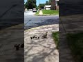 Cute family of 9 ducks cross the street