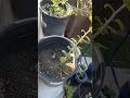 My One year old Oak Trees I started from Seed..