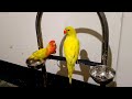 Ringneck parrot videos compilation