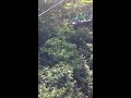 Jamaica - Mystic Mountain - Gondola Lift and a Bee