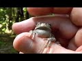 FROG SOUNDS COMPILATIONS
