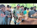 4.500 !! Sapi Harga Kambing !! Harga Turun Wayah Sepi !! Pasar Tuban Terbaru