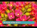 পাথরকুচি গাছের ১২ টি বিষ্ময়কর ভেষজ গুণ // Magical Benefits of Kalanchoe Pinnata