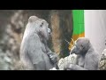Infant Gorilla Clings To Female Gorilla おばさんに甘える子供ゴリラ