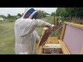 This is what a Thriving Layens Hive looks like! Yellow Hive Inspection 230704