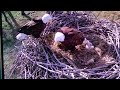 Xcel Fort St Vrain Eagle mom keeps food from dad for eaglets. 2022