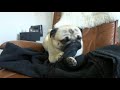 Weird Things My Pug Does