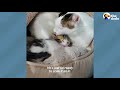 'Aggressive' Cat Meets A Tiny Kitten And The Cutest Thing Happens | The Dodo Cat Crazy