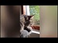 Funny Cat Videos Compilation😹 Funny Cat Videos Try Not To Laugh😂The Funniest Cat Videos In The World