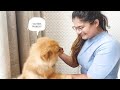 How to Stop your Pomeranian from Barking?