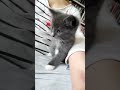 太萌了,有趣小猫|酷熊|funny cute kitty cool bear 😸