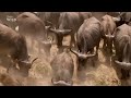 Африканские охотники 3 сезон 6 серия - Схватка буйволов