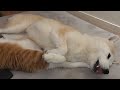 【犬と猫】ゴロゴロからのおおあくび！