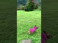 Mini Pinscher Dog Running so Fast #shorts #shortvideo #minipinscher #dog