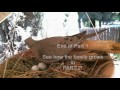 Mourning Dove Family - Part 1 (Nesting, laying and egg care)