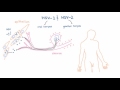 HSV 1 and 2 - Pathogenesis of Oral and Genital Herpes