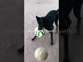 🔴 WHEN YOUR DOG IS MORE TALENTED THAN YOU (Part2) #bowieplayingbowieball #bestdogever #blueheelermix