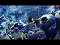 CORAL REEF AQUARIUM COLLECTION • 12 HOURS • BEST RELAX MUSIC • SLEEP MUSIC