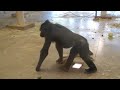 Gorilla Son Needs A Place To Hide From A Silverback | Shabani