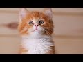 Music for Cats - Harp Music for Relaxation and Anxiety Relief | Deep Healing Music for Cats