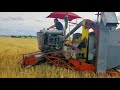 First harvest in 50 years! 90 Year old combine lives again!