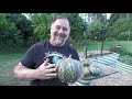 5 Tips How to Grow Ton of Pumpkins at Home