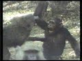 Chimp vs. Baboon