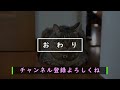 暑くてだらだら過ごす10匹の猫たち