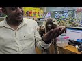 Pocket Monkey in India at Karnataka Aquarium