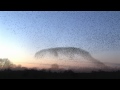 amazing starlings murmuration (full HD) -www.keepturningleft.co.uk