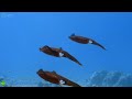 The Ocean 4K - Scenic Sea Animals Film With Peaceful Music - Deep Relaxation