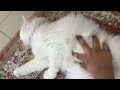 Cat likes belly rub