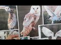Chainsaw carving guide, how I carve a Barn owl by @mattdargechainsawpowercarv358