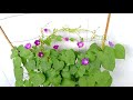 How to grow Morning glory from seed to bloom successfully |Growing Morning glory in HDB corridor