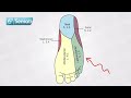 Neurological Examination of S1 Nerve Root - Sensory, Motor, and Reflexes