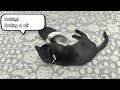 Weird cat!  #funny #funnycats #blackcat #weird