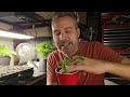 Best Way to Start Tomato Seeds Indoors (or Outdoors)